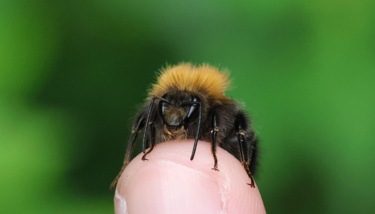 Bumblebee on a fingertip