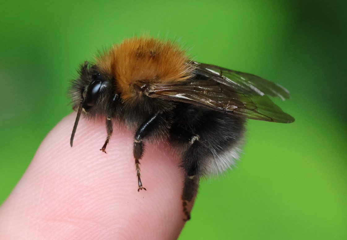 Bumblebee on a fingertip