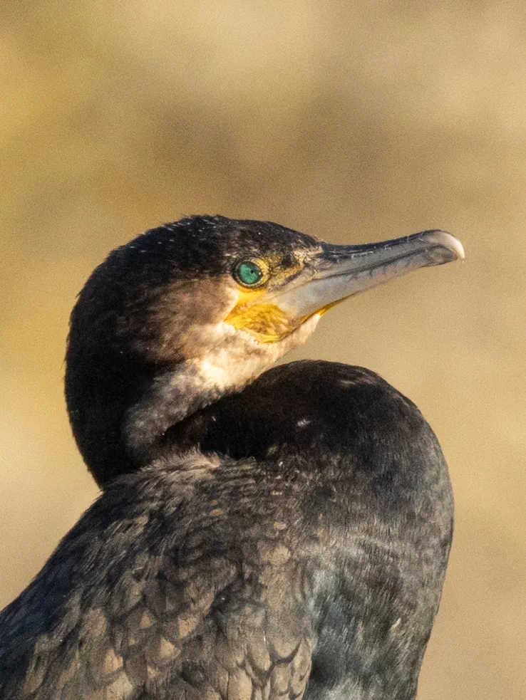 Great cormorant closeup