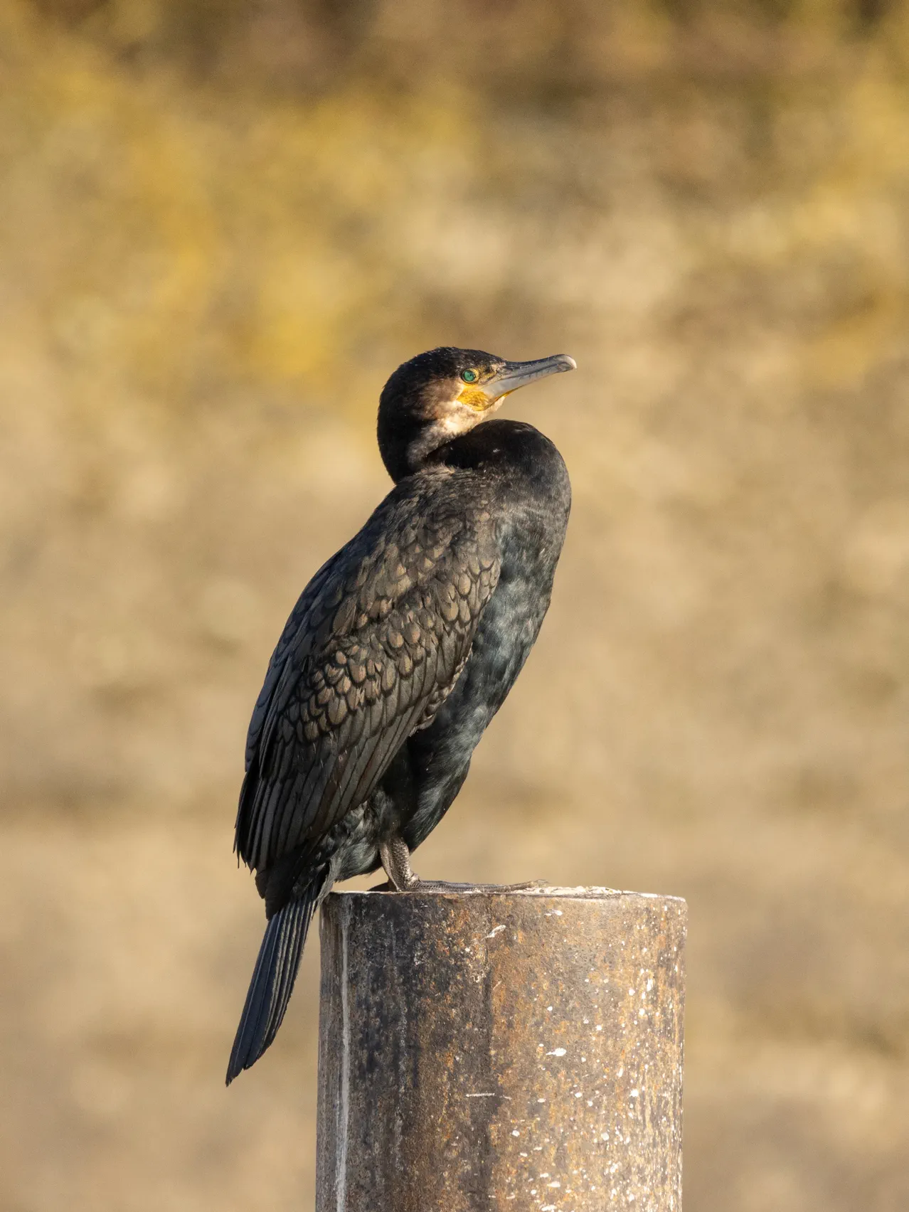 Great cormorant