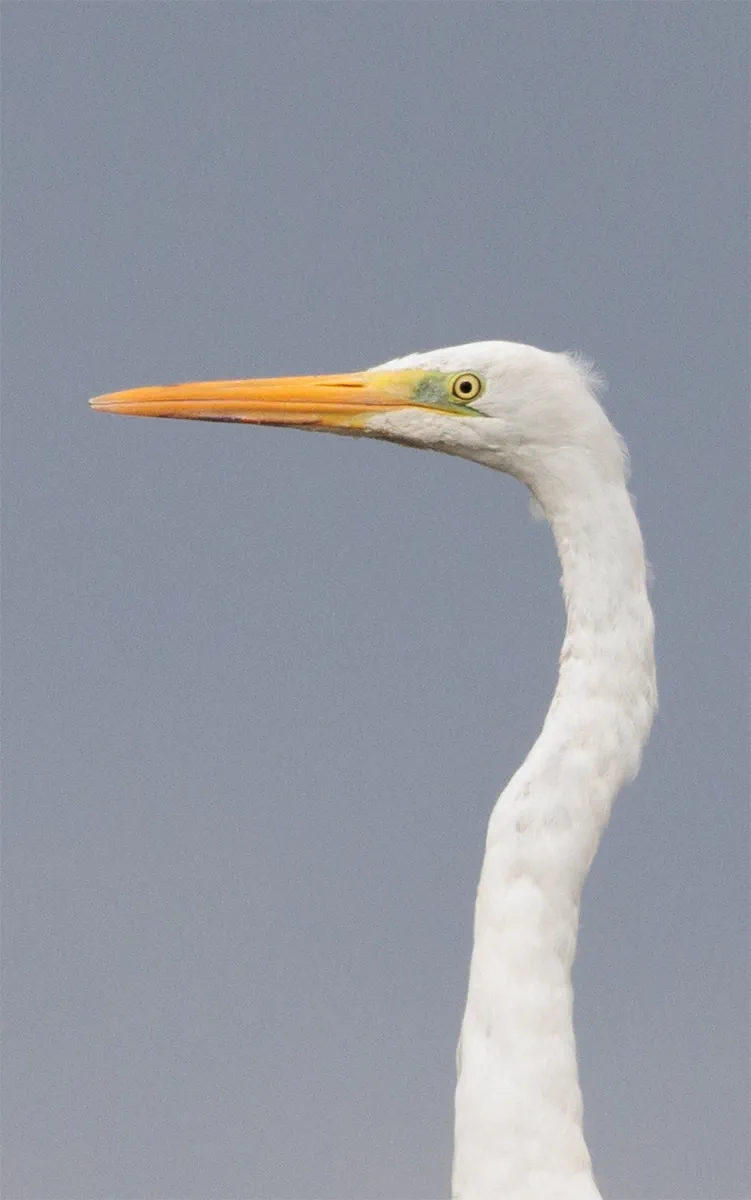 Great egret closeup