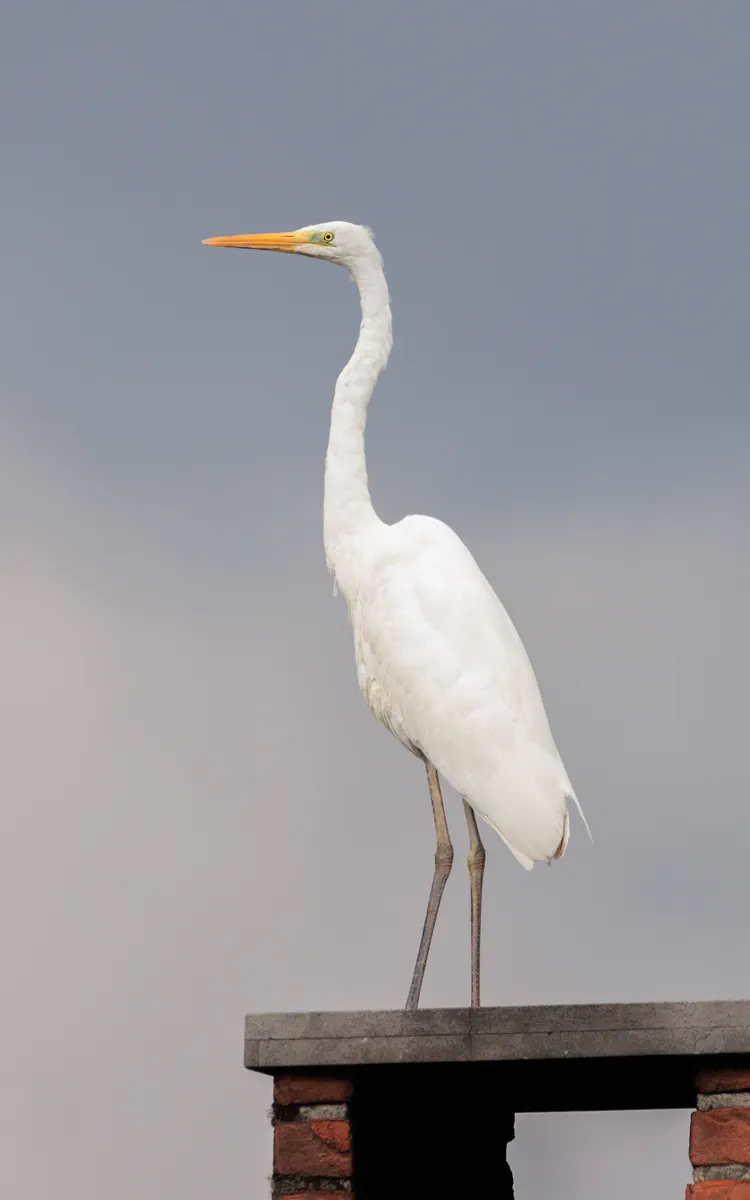 Great egret on a chimney