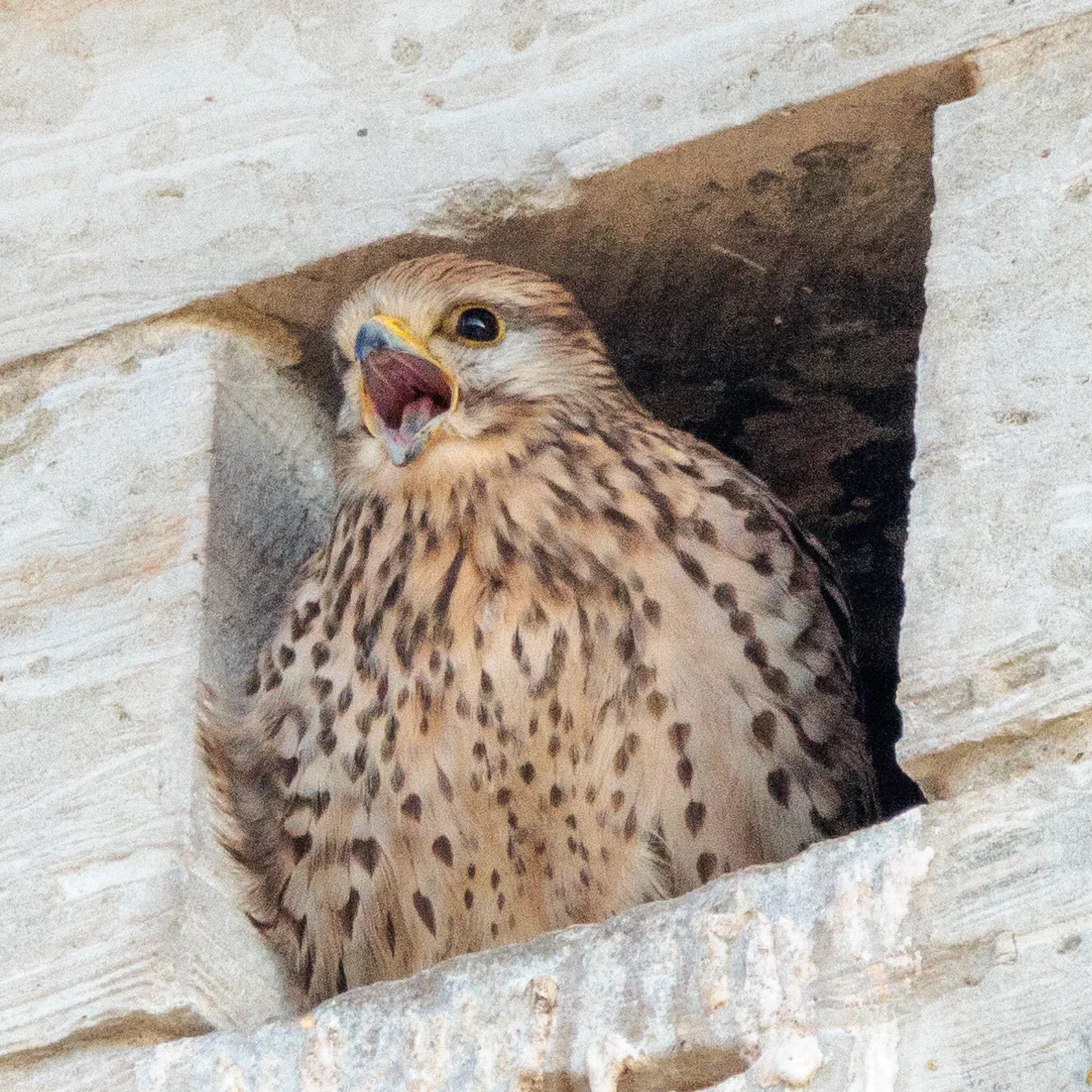 Female common kestrel with her beak open, looking out small stone window